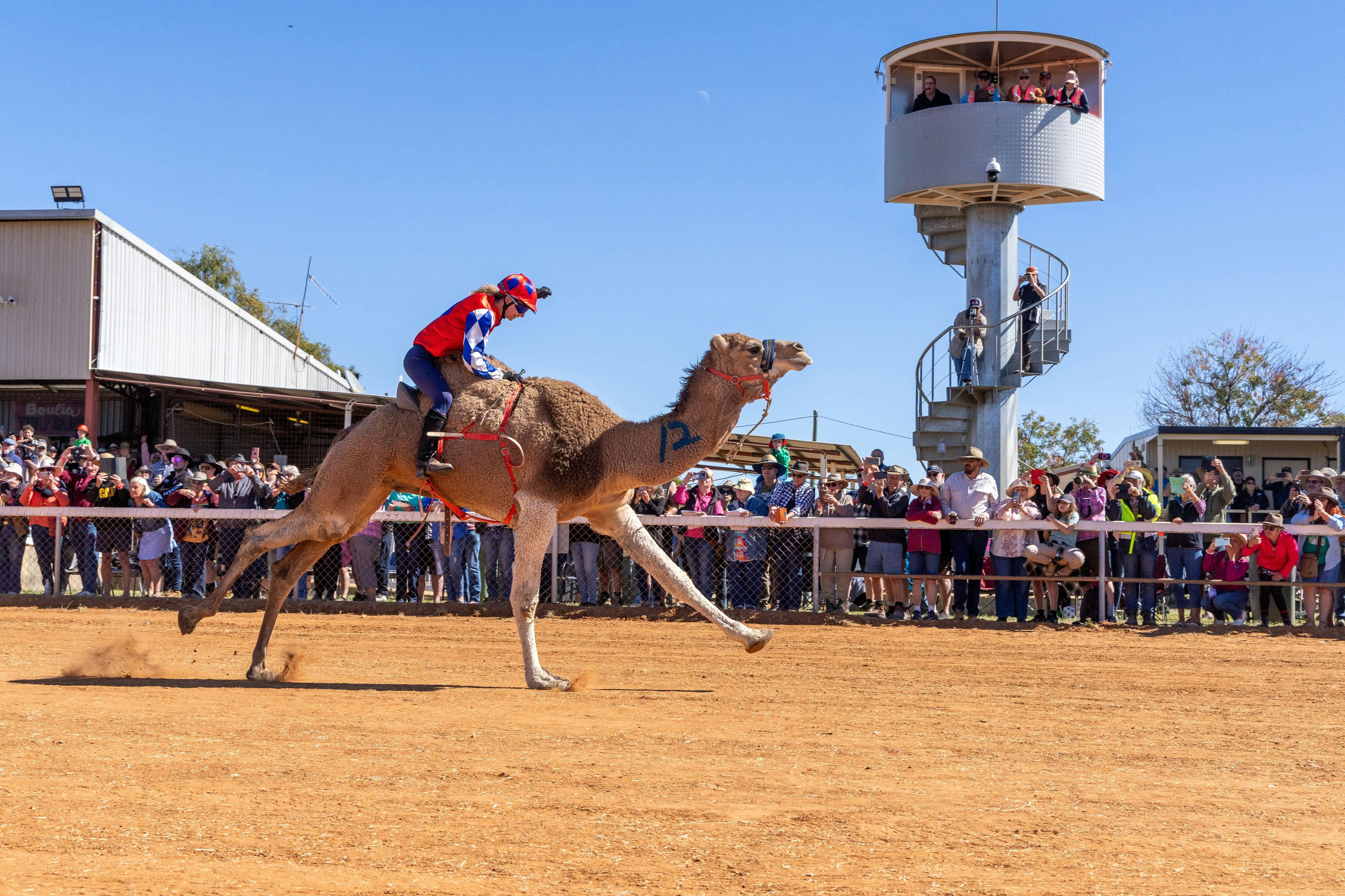 Camel crossing the finish line at Boulia Camel Races