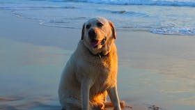 “Jagger” – a bit tuckered out from all that freedom to run. Dump Beach, Yamba.