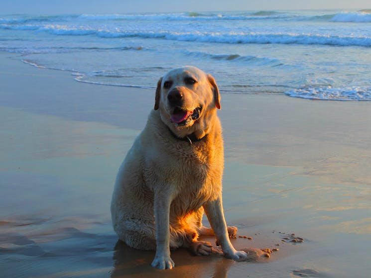 “Jagger” – a bit tuckered out from all that freedom to run. Dump Beach, Yamba.