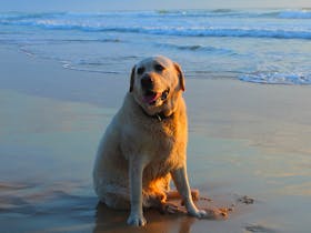 “Jagger” – a bit tuckered out from all that freedom to run. Dump Beach, Yamba.