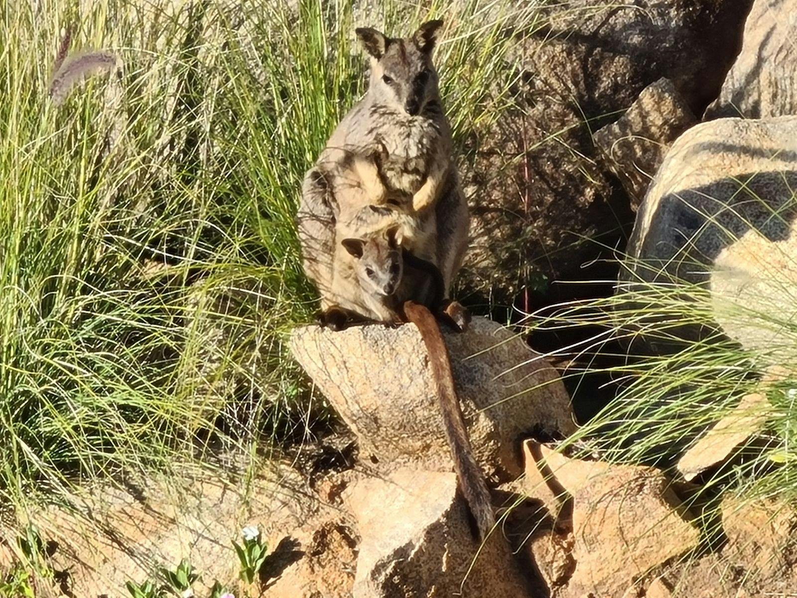 Allied Rock Wallaby Towers Hill Charters Towers