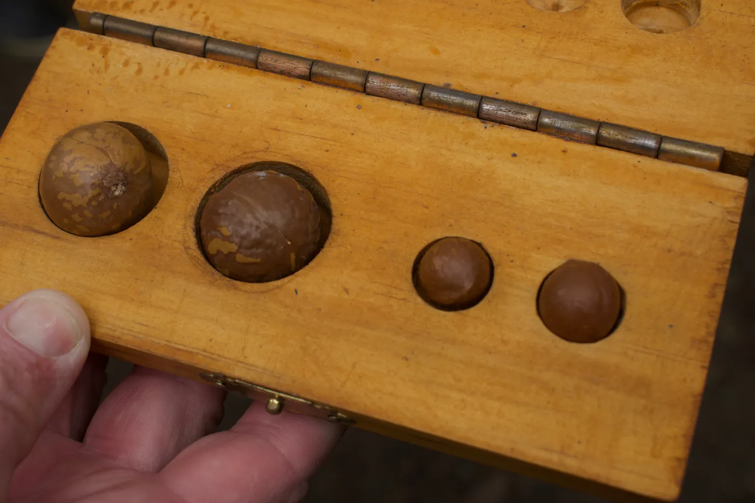 Types of macadamia nut