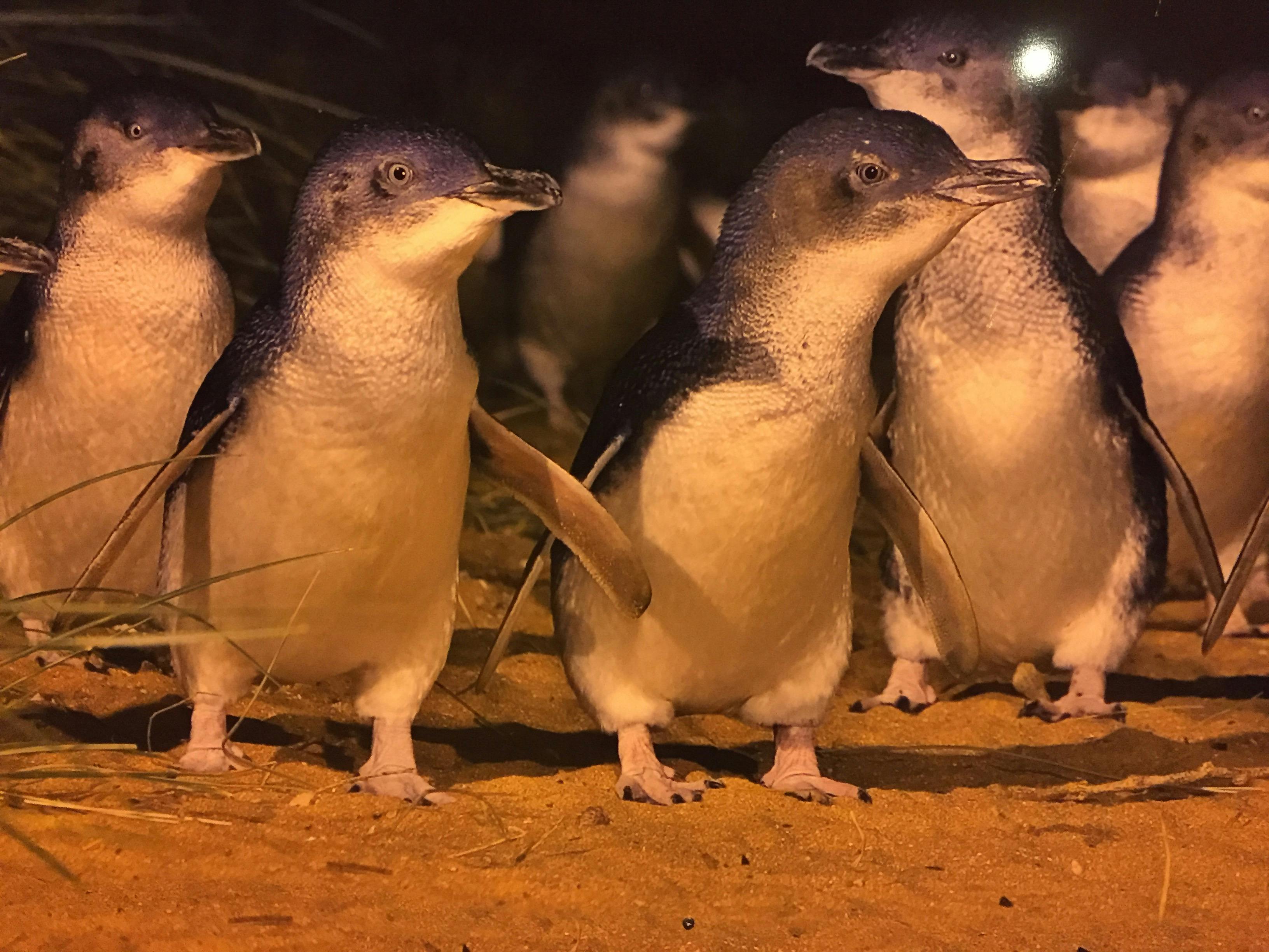 penguins