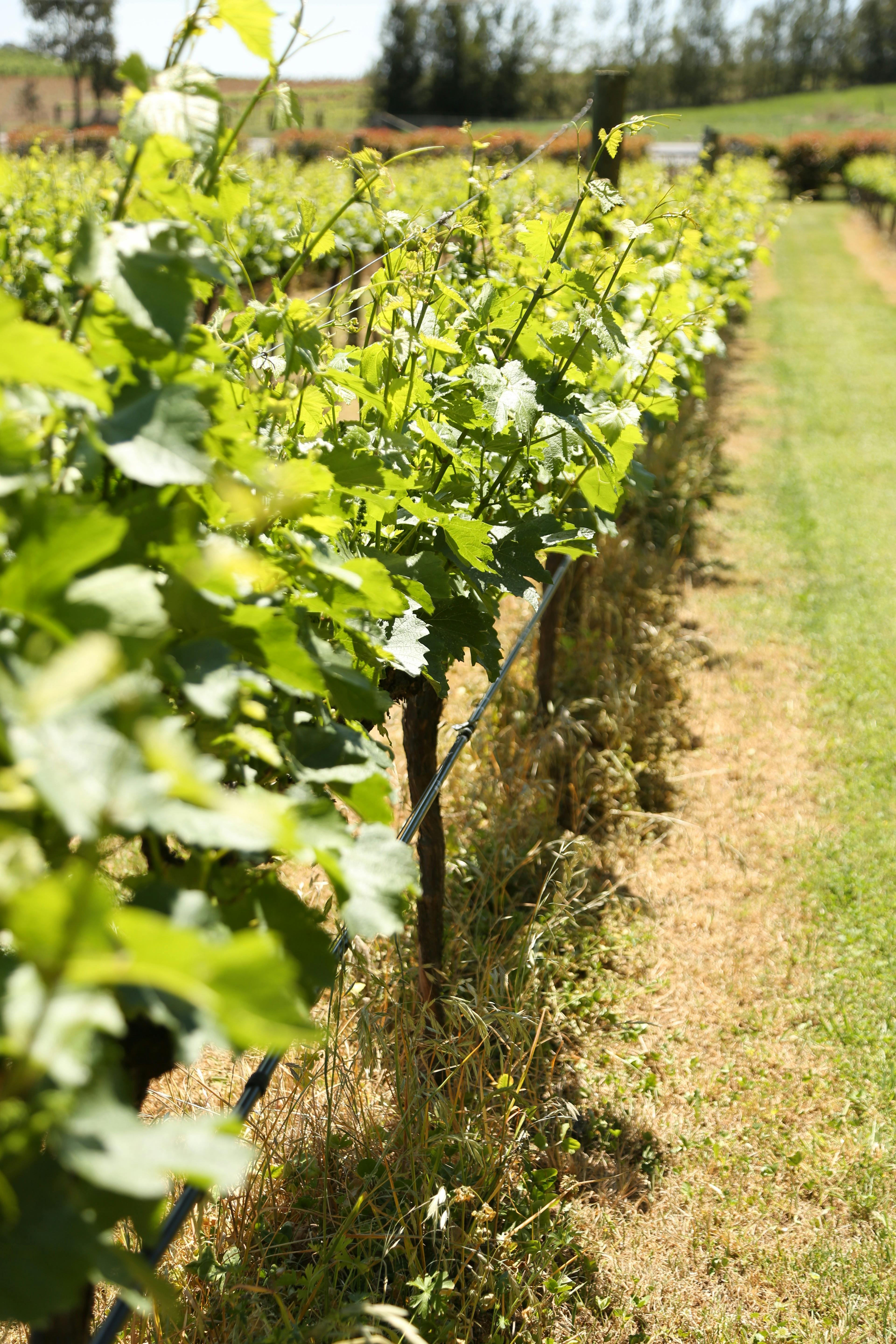 grape vines walking tour