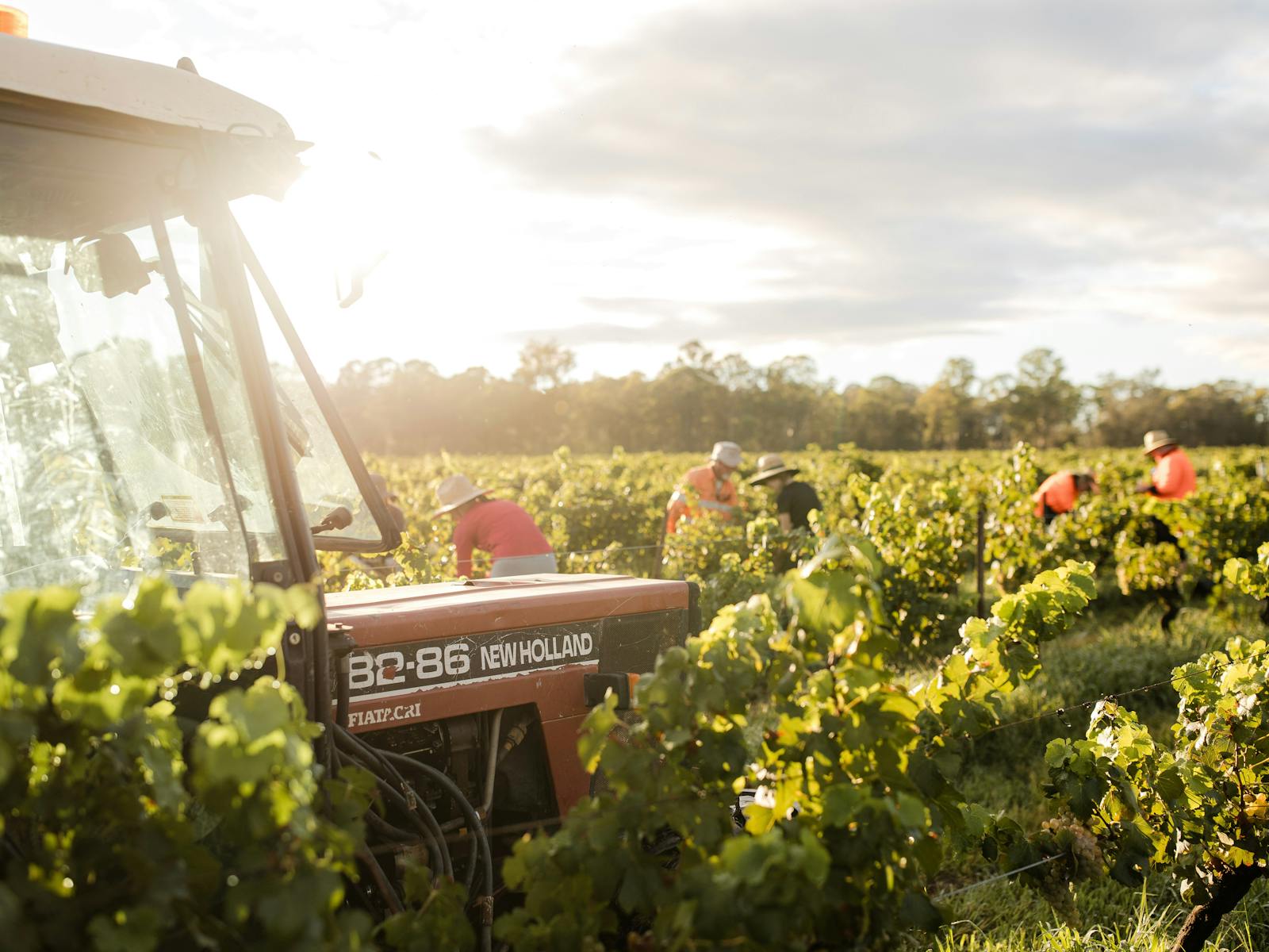 vineyard photo