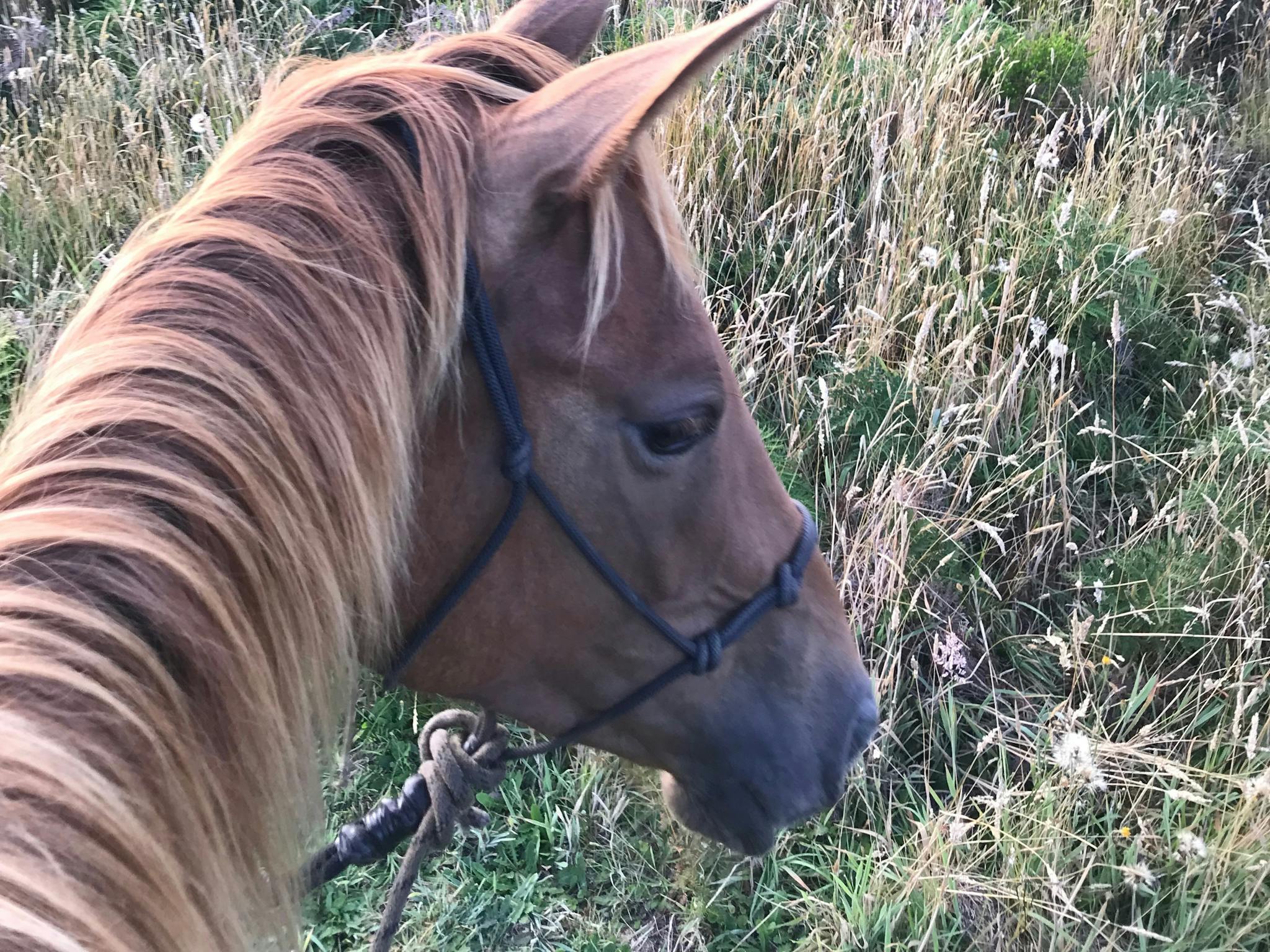 Bush ride