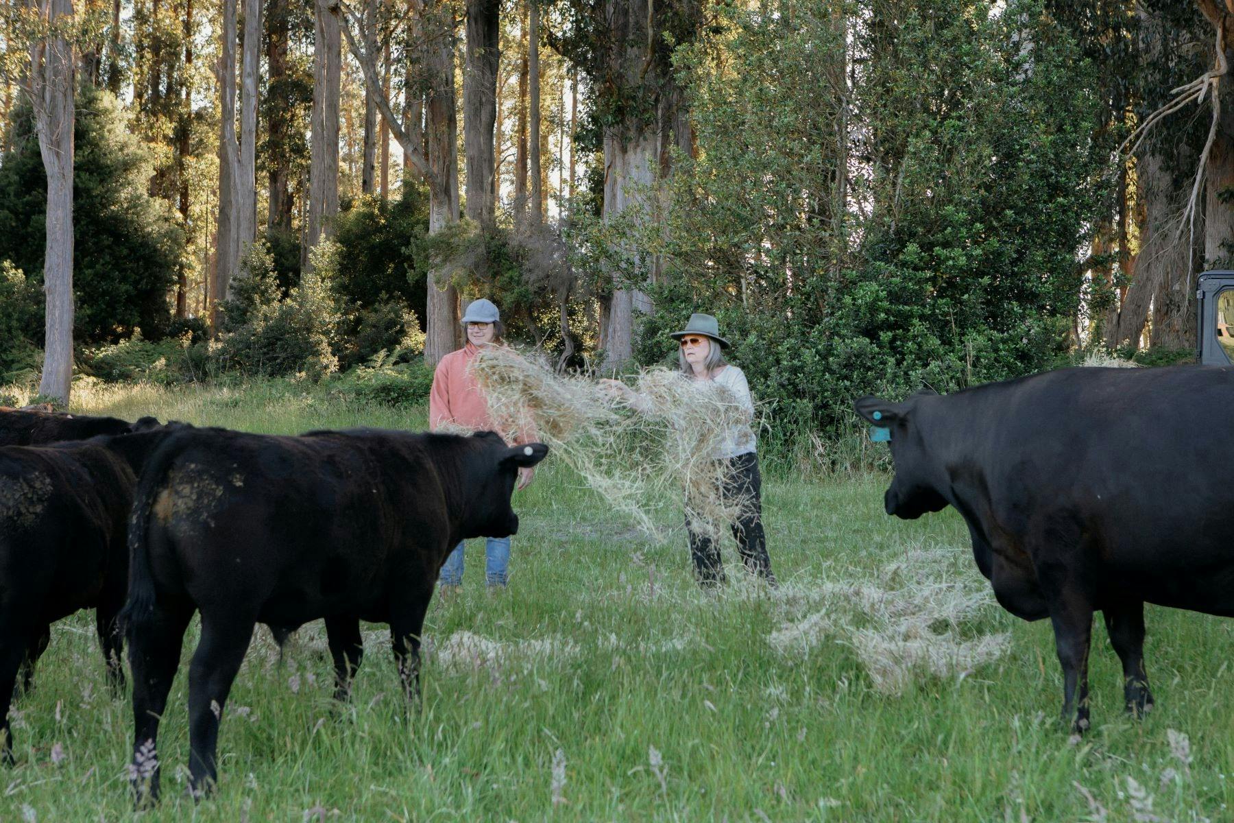 Man and woman throwing hay out to black Angus cattle in paddock with long grass and tall trees