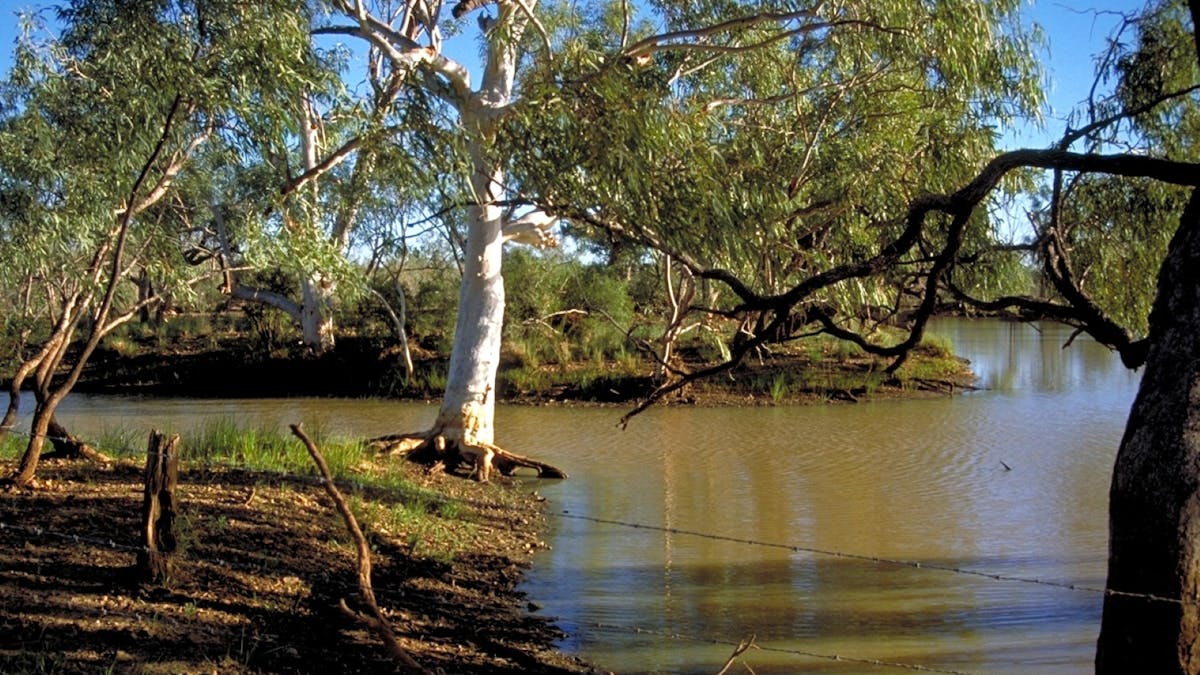 melaluca lined waterhole