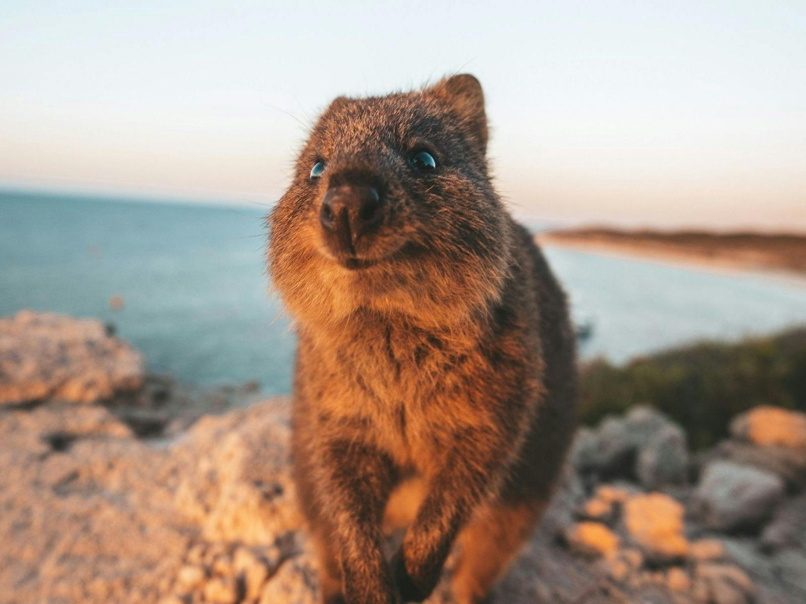 6 Day Margaret River & Rottnest Island Explorer