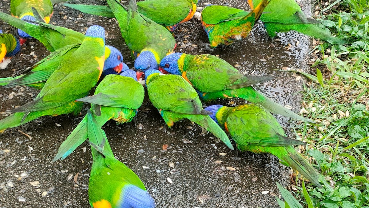 See the bird feeding