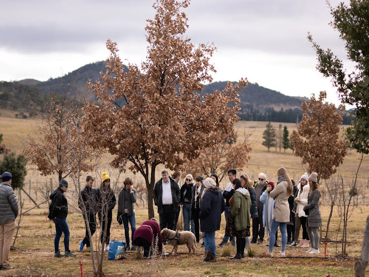 Guests watching a truffle excavation
