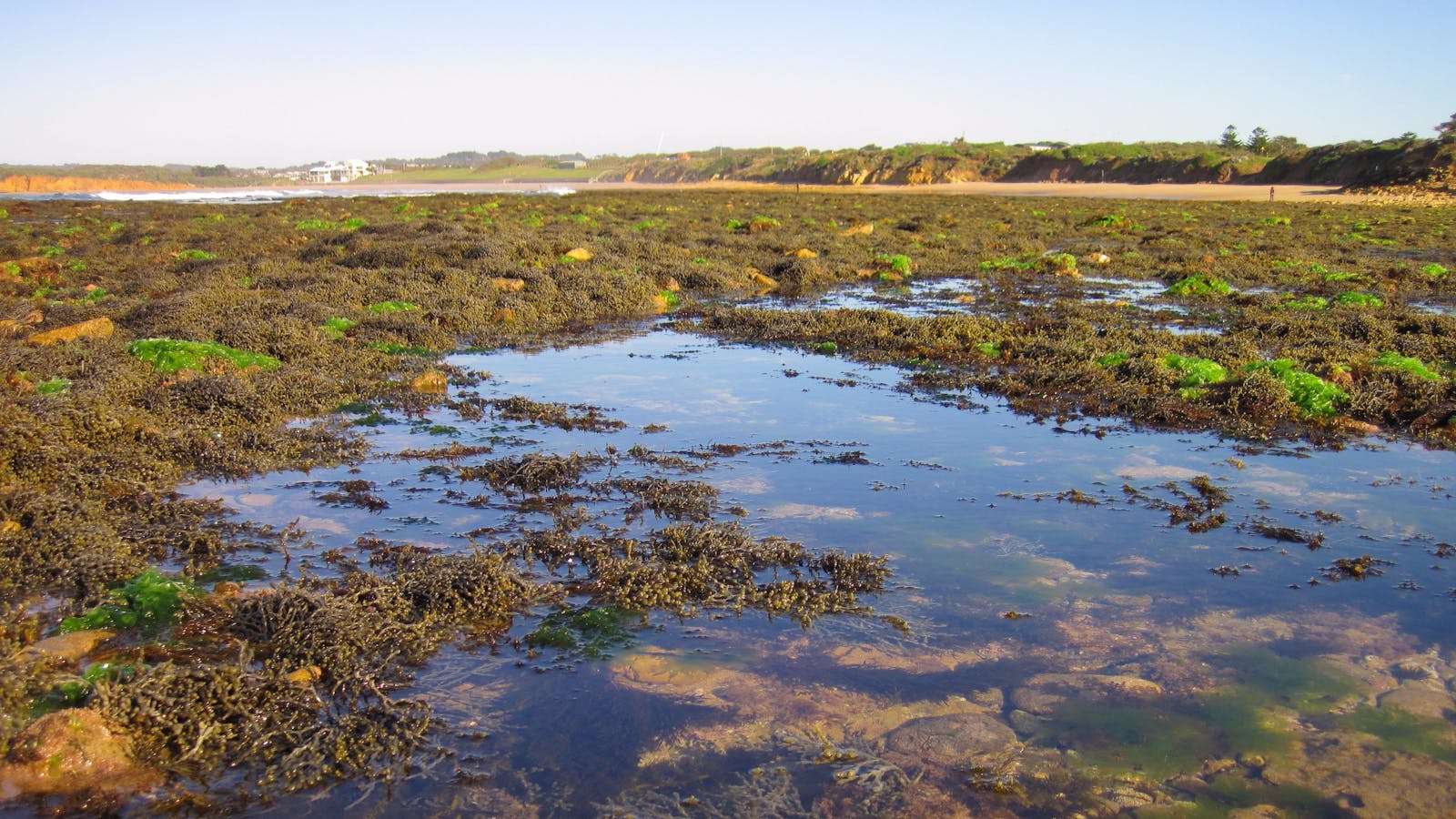 Point Danger Marine Sanctuary