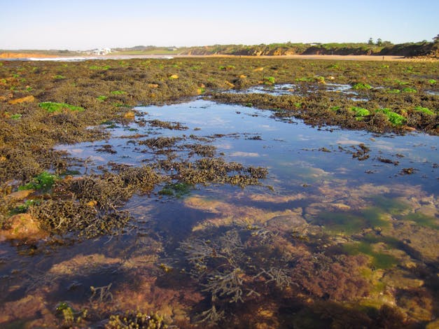 Point Danger Marine Sanctuary