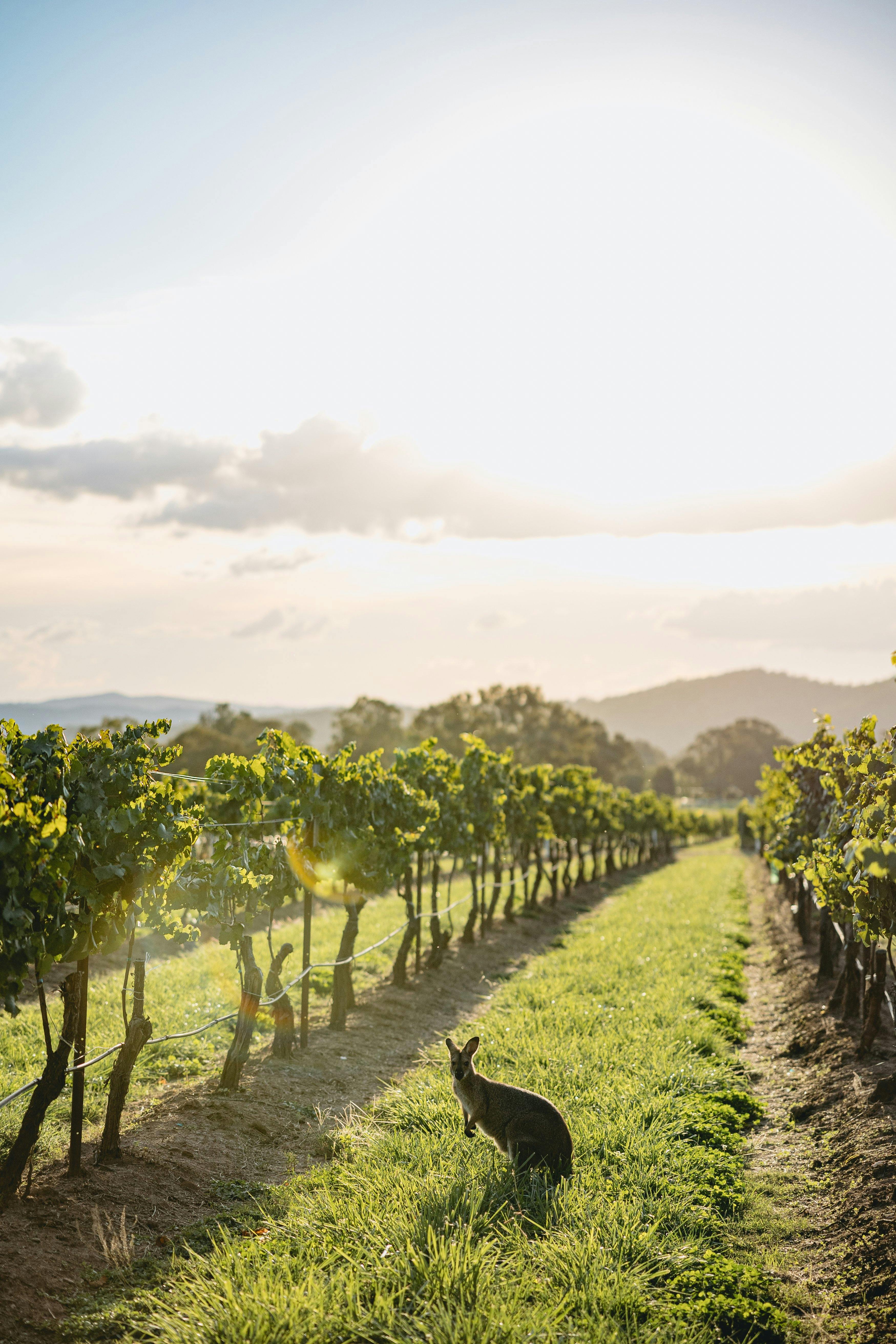 일몰 중의 포도나무