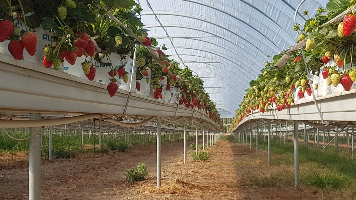 Hydroponic polytunnels