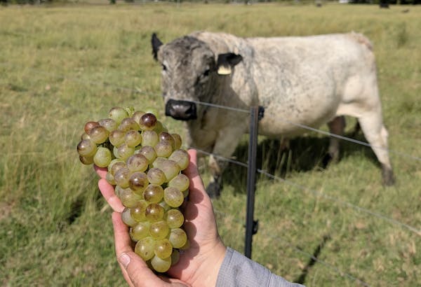 Heritage Wines of Stanthorpe Cellar Door, Experiences, Antiques