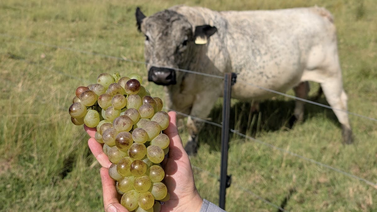 Heritage Wines of Stanthorpe, Hand Picked, 100% Natural