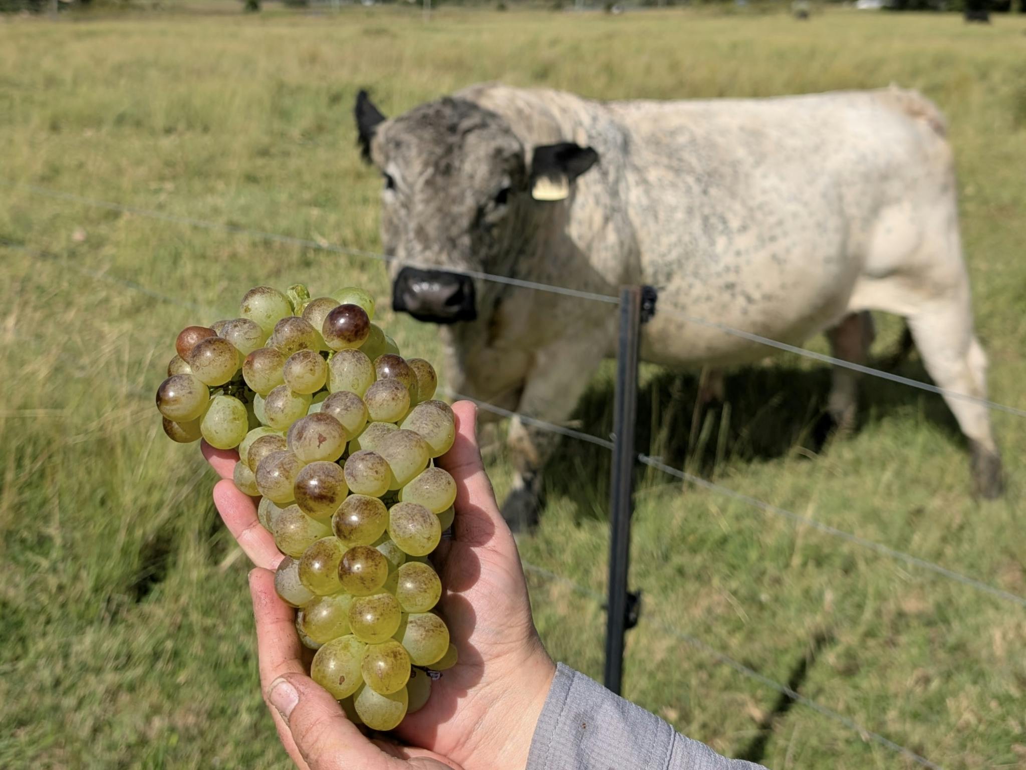 Heritage Wines of Stanthorpe, Hand Picked, 100% Natural Heritage Wines of Stanthorpe, Hand Picked, 100% Natural