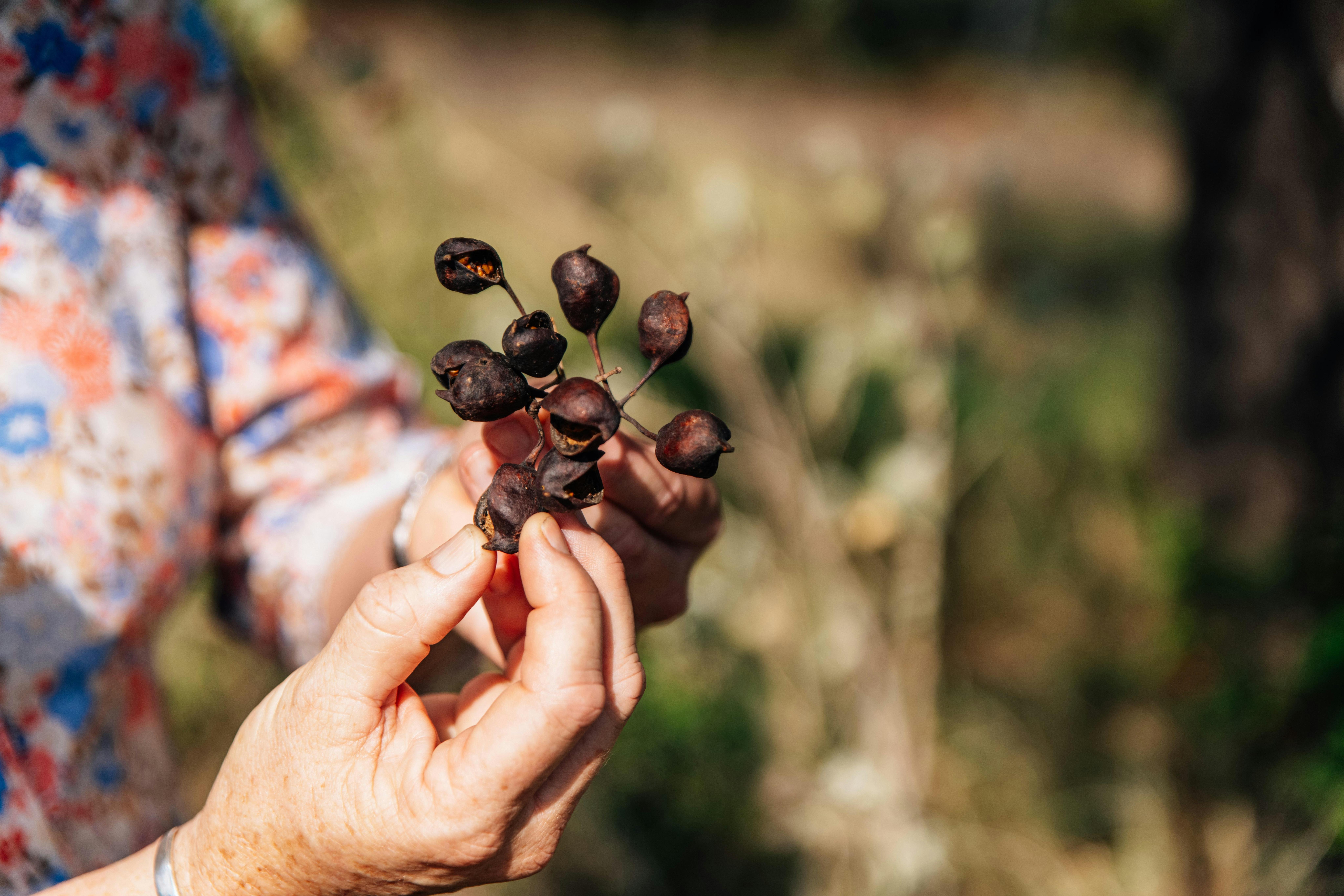 Close up of hands holding a seedpod