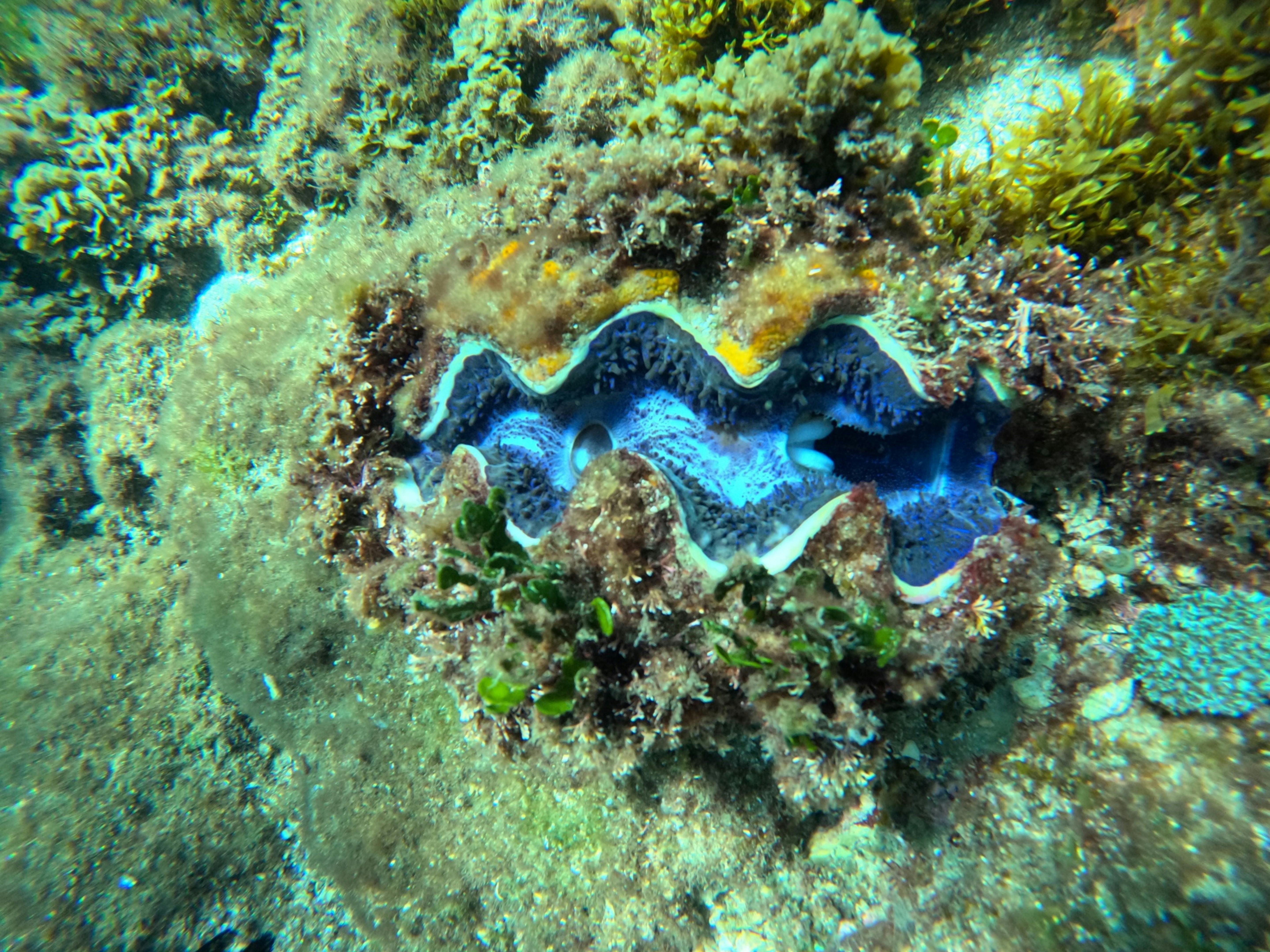 Giant clam