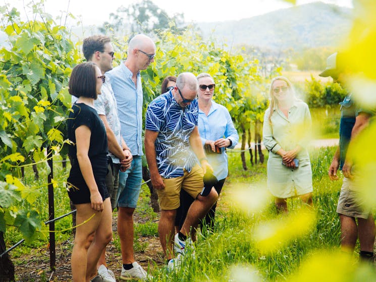 Vine to Wine experience and local produce tasting at Nashdale Lane Wines