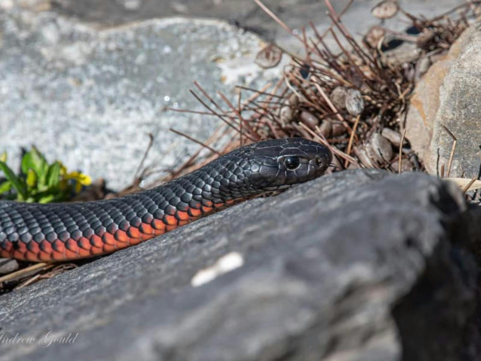 Nangawooka, Victor Harbor