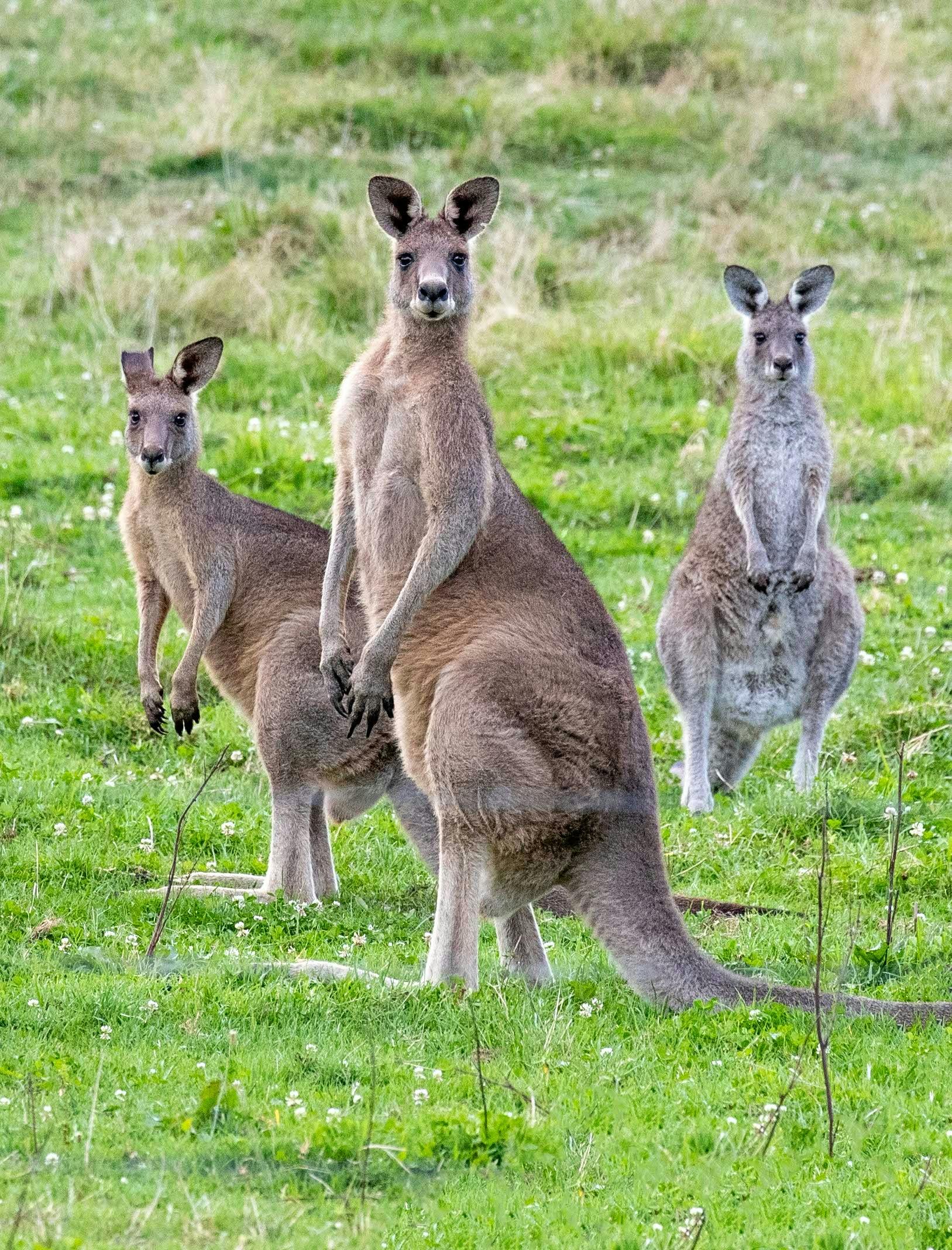 Experience a mob of Eastern Grey kangaroos watching you watching them! - Sydney Bespoke Tours