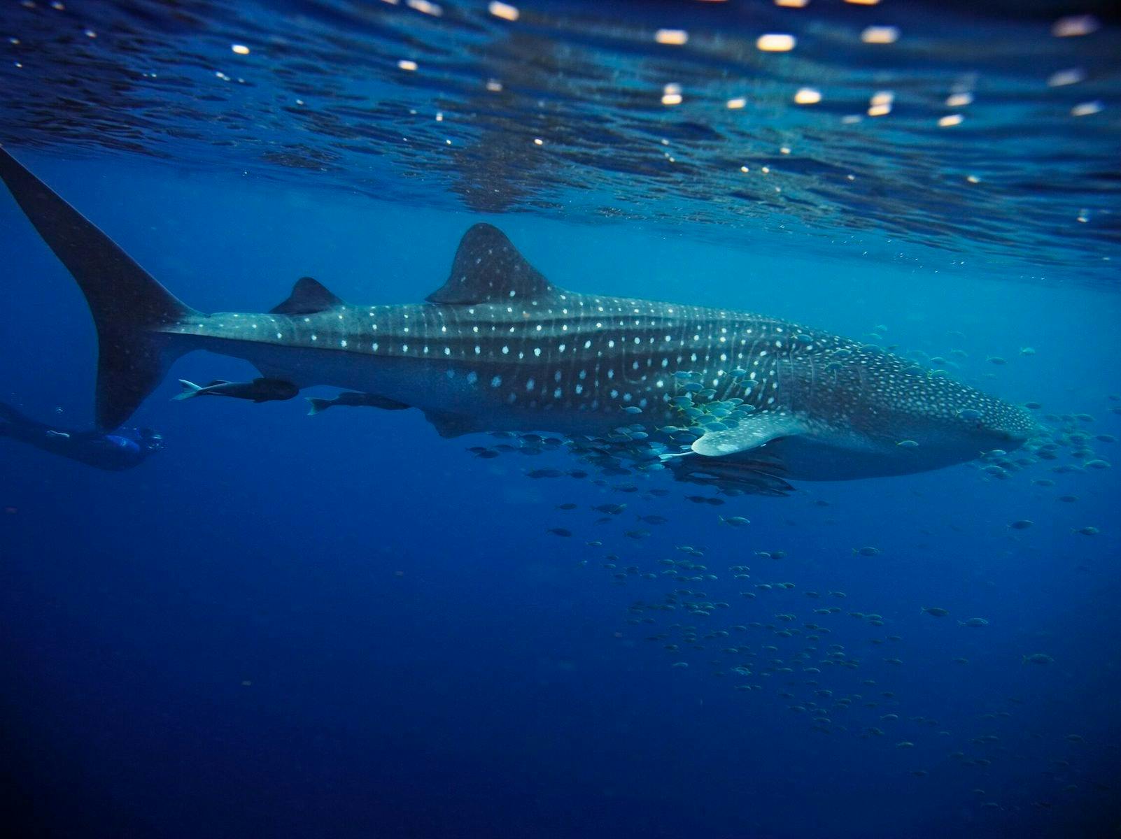 Western Australia - Whale Shark