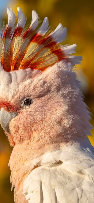An image depicting a Pink Cockatoo