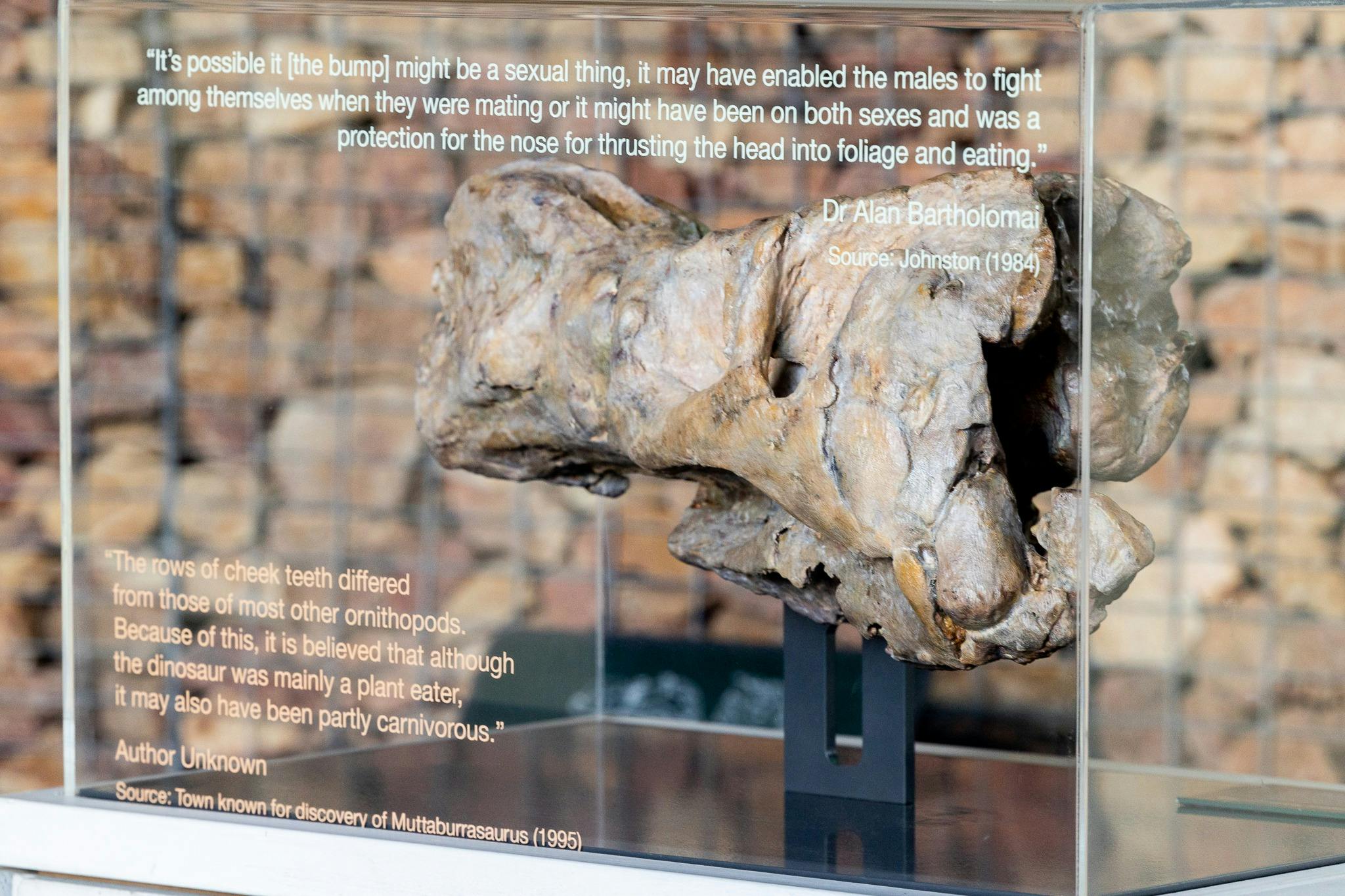A display at the Muttaburrasaurus Interpretation Centre