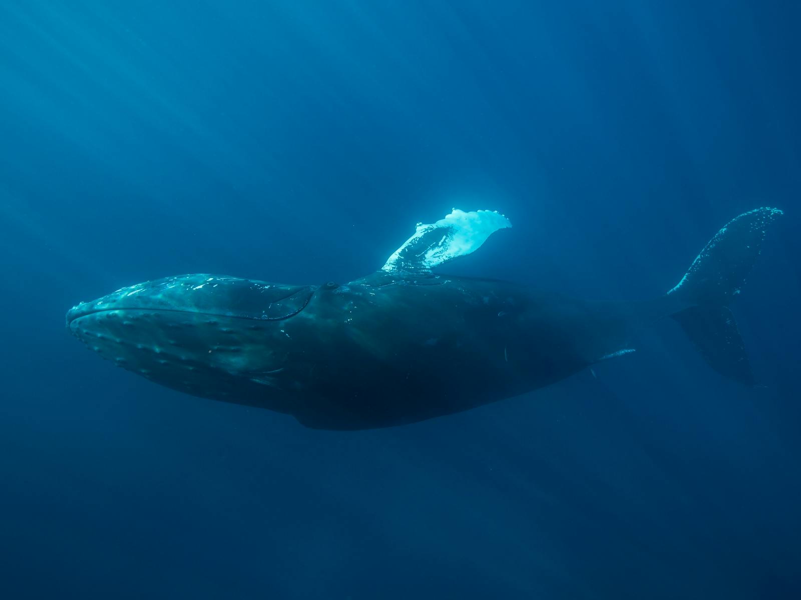 Ocean Eco Adventures