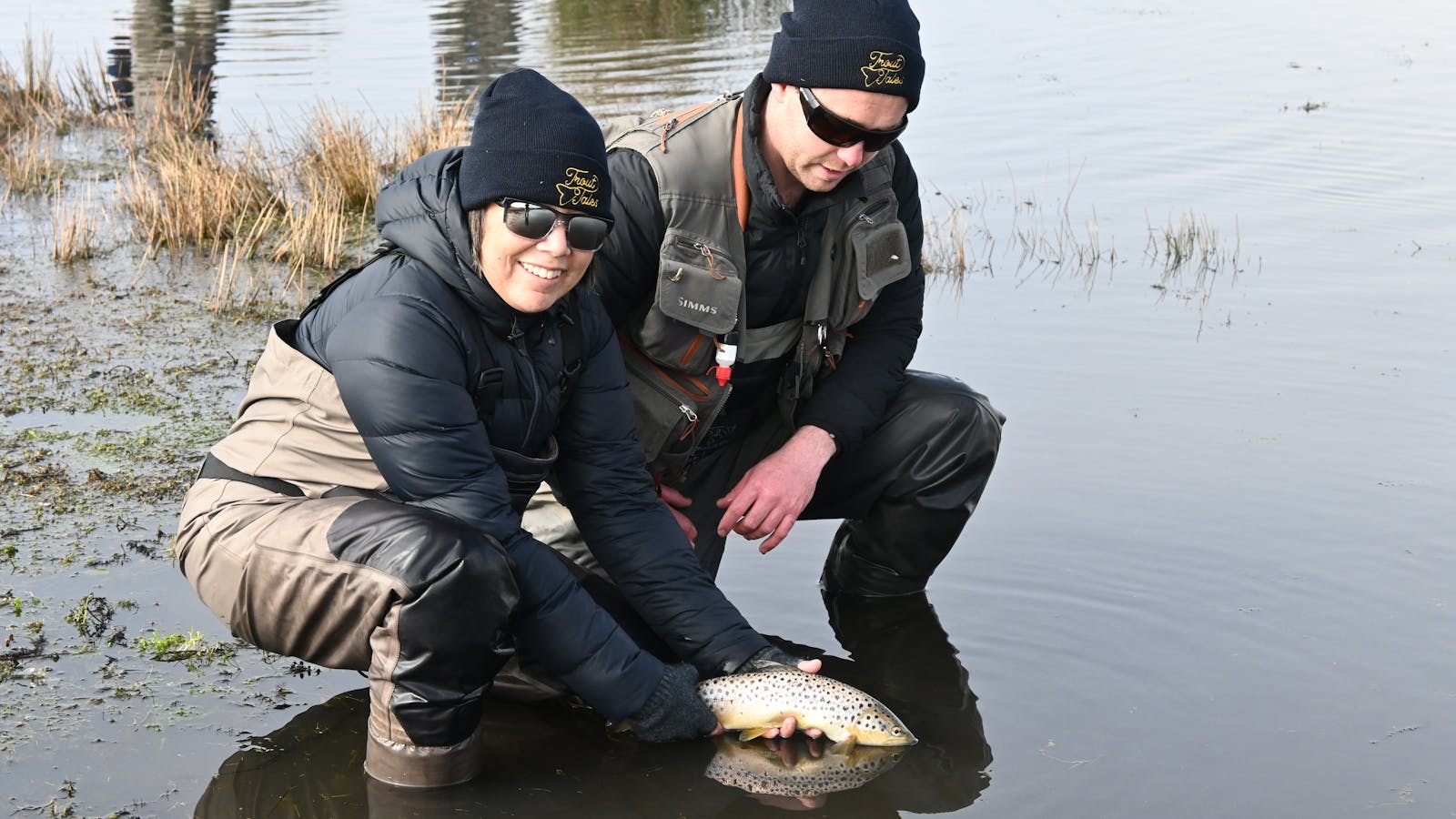 Tasmanian brown trout