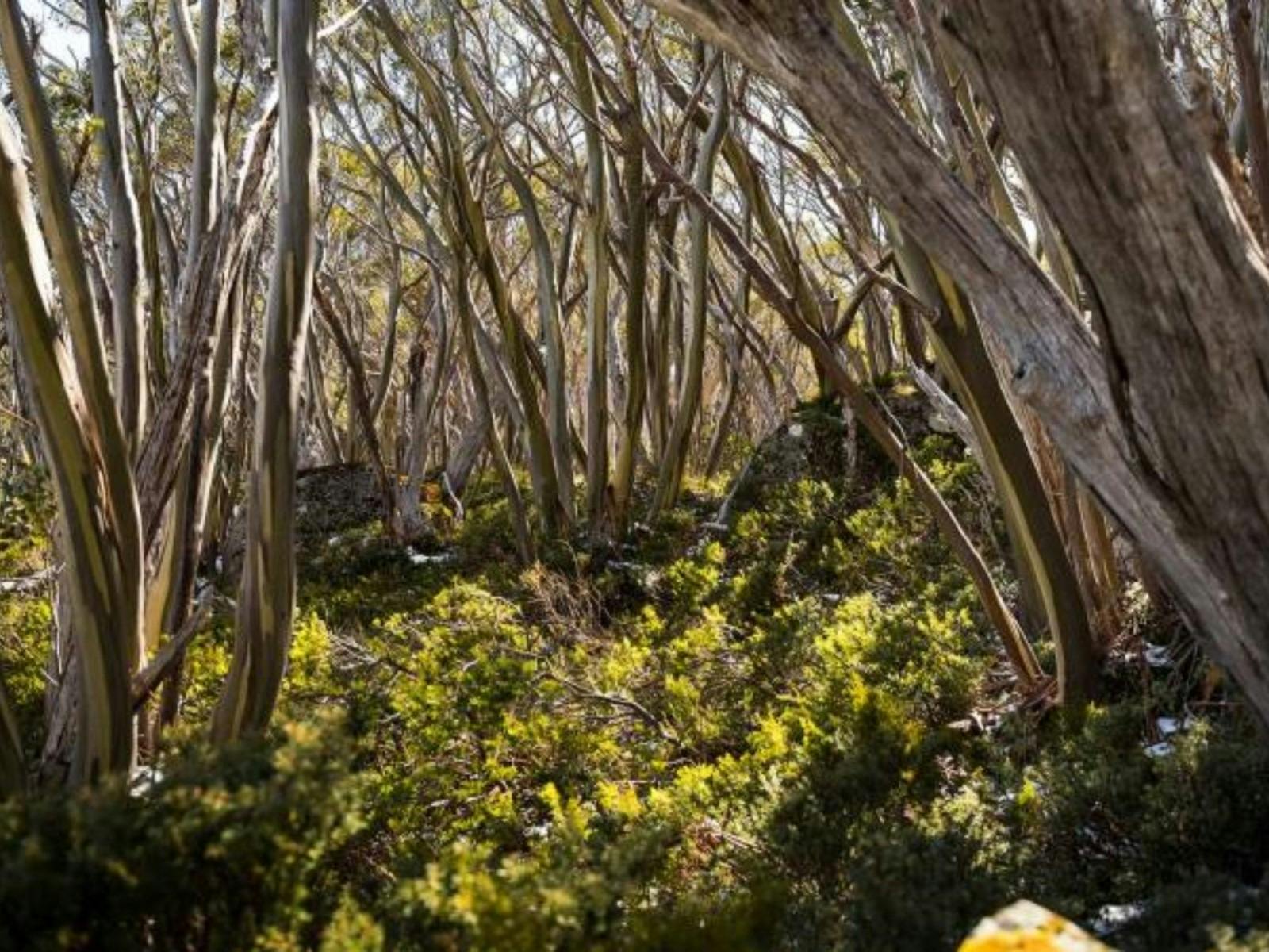 Baw Baw National Park