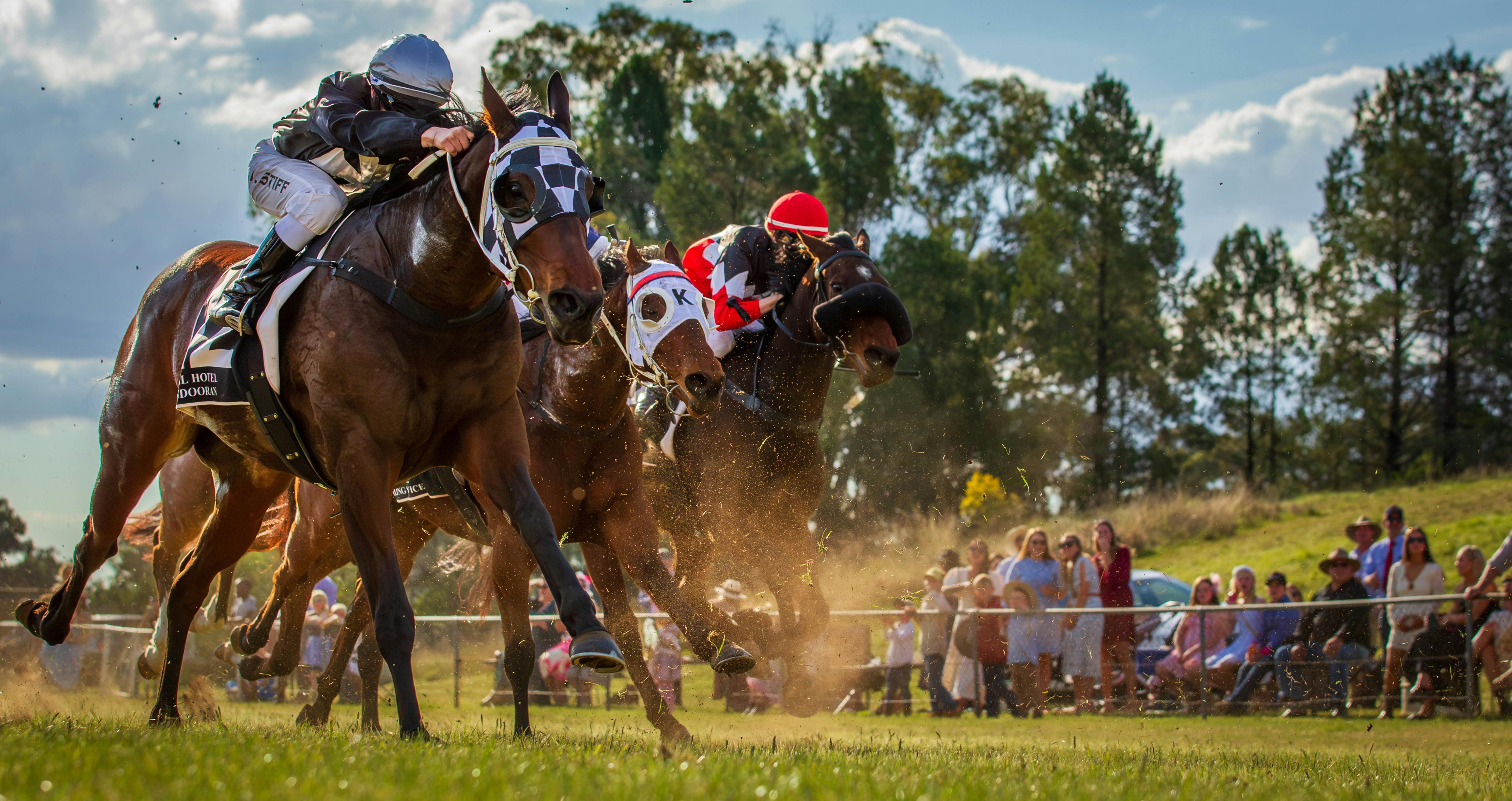 horses racing