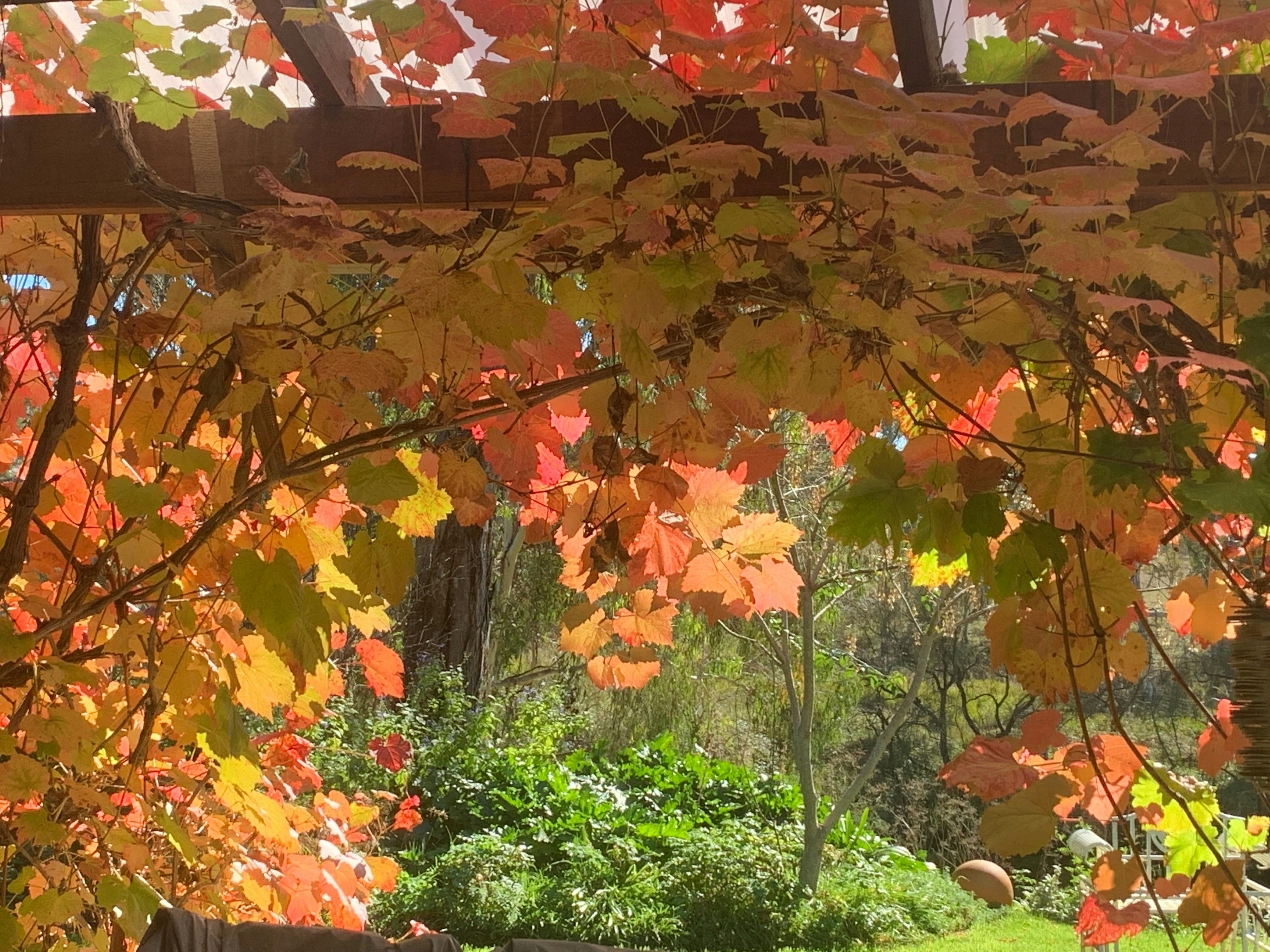 New England Autumn Garden Trail - Guyra