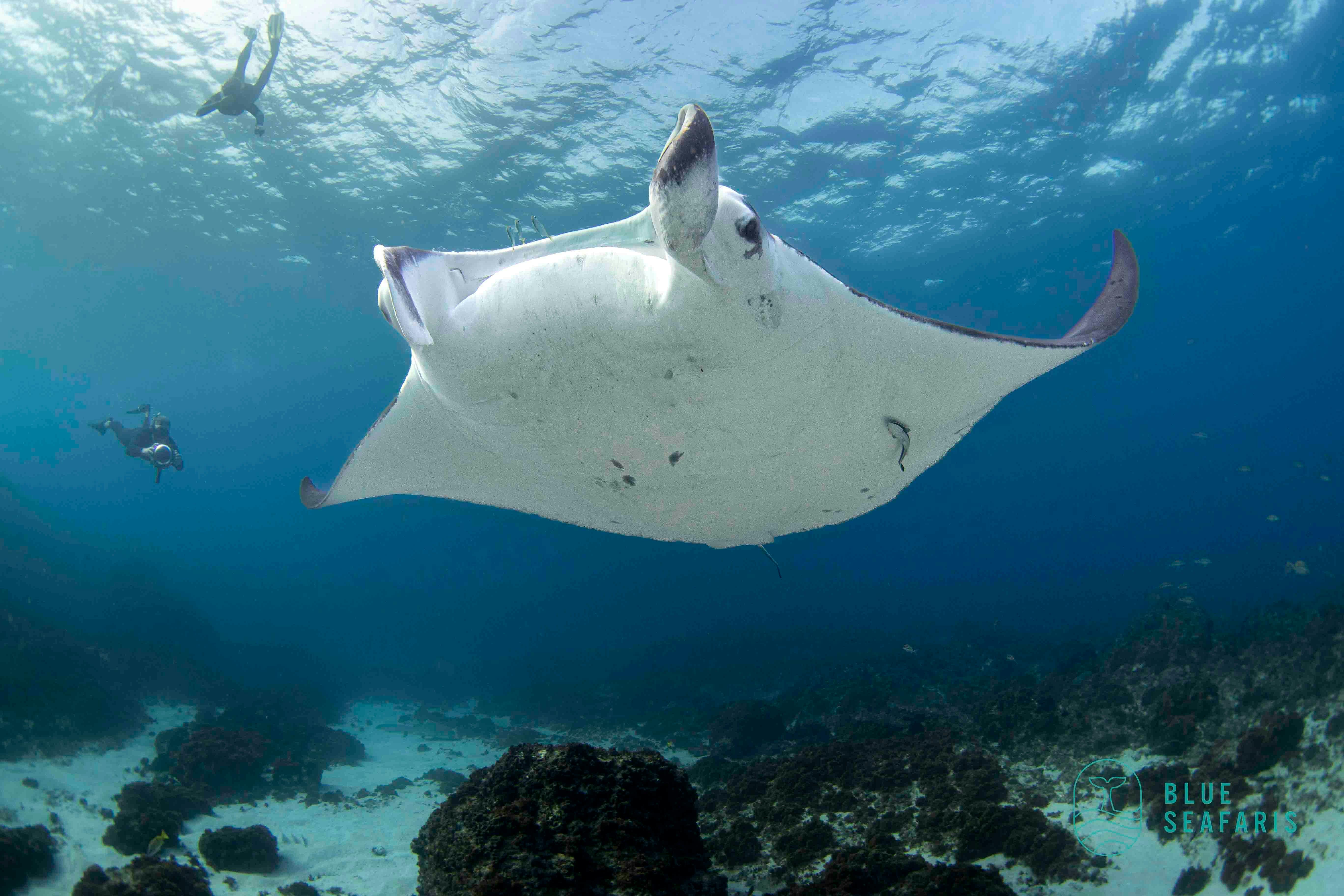 Cook ISland, Snorkelling, Freediving , Julian Rocks, Byron Bay, Free diving