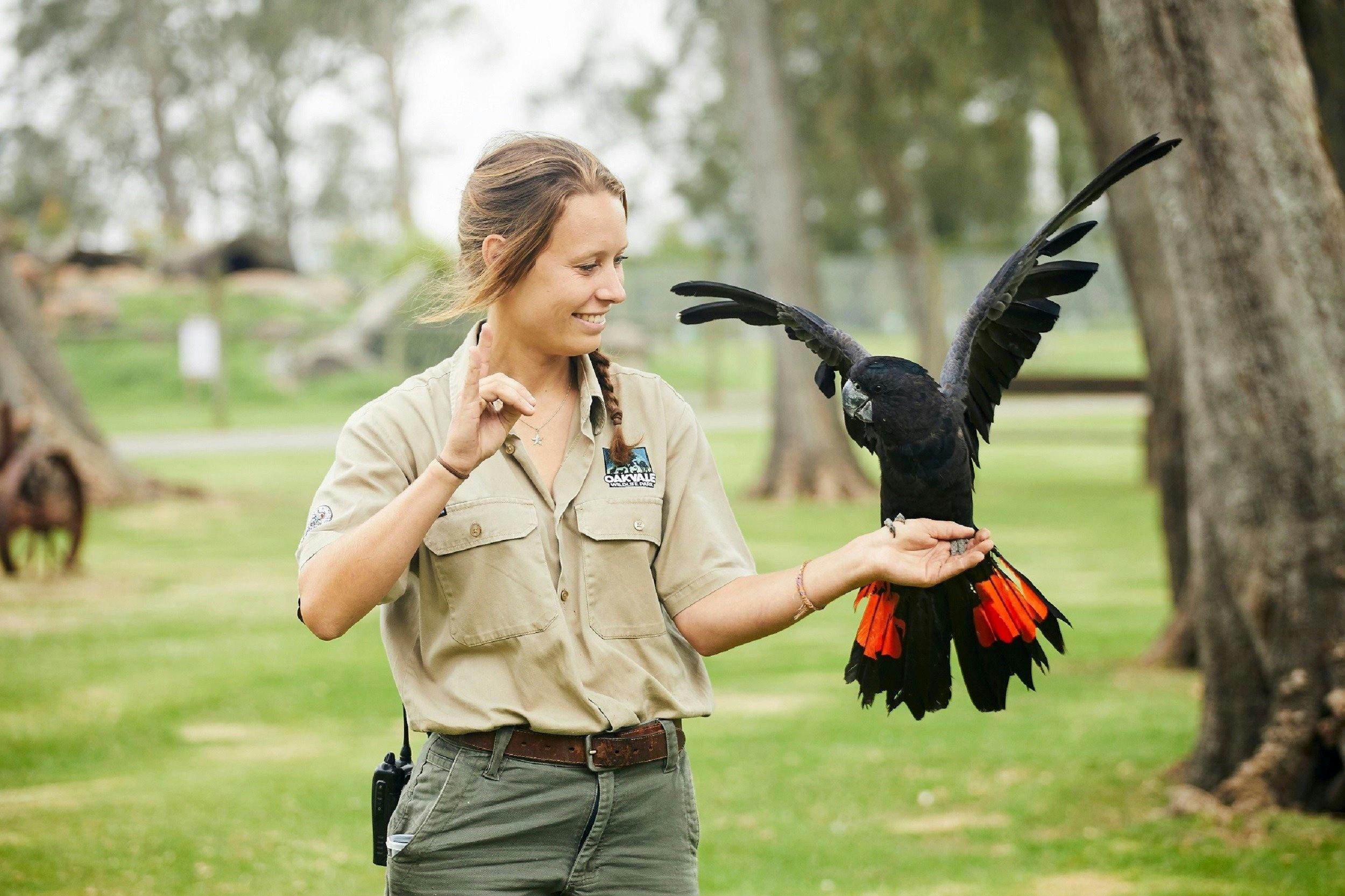 A female oakvale wildlife park keeper with Red-Tailed Cockatoo on her hand with wings spread out