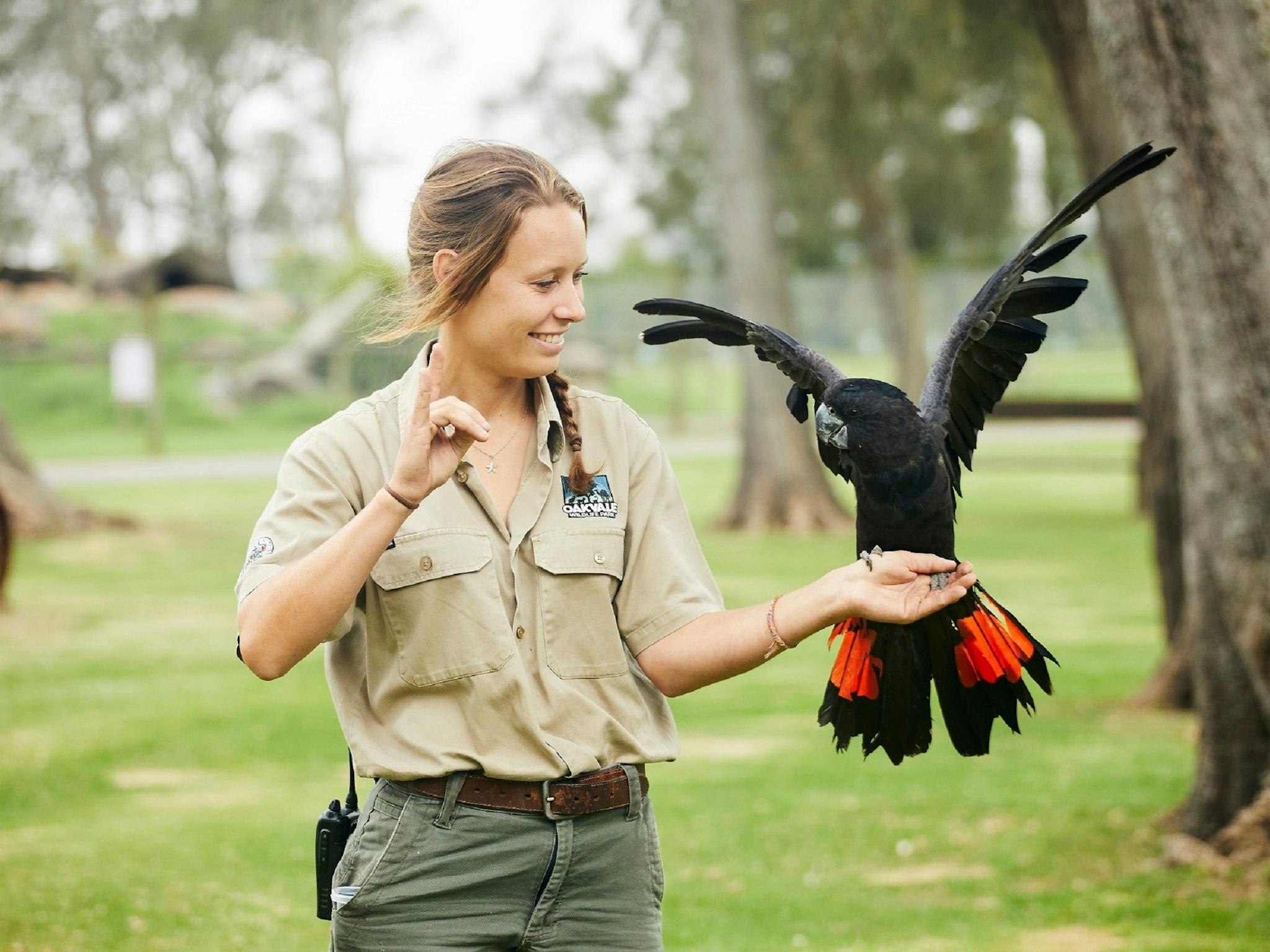 A female oakvale wildlife park keeper with Red-Tailed Cockatoo on her hand with wings spread out