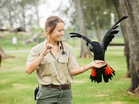 Keeper with Red-Tailed Cockatoo