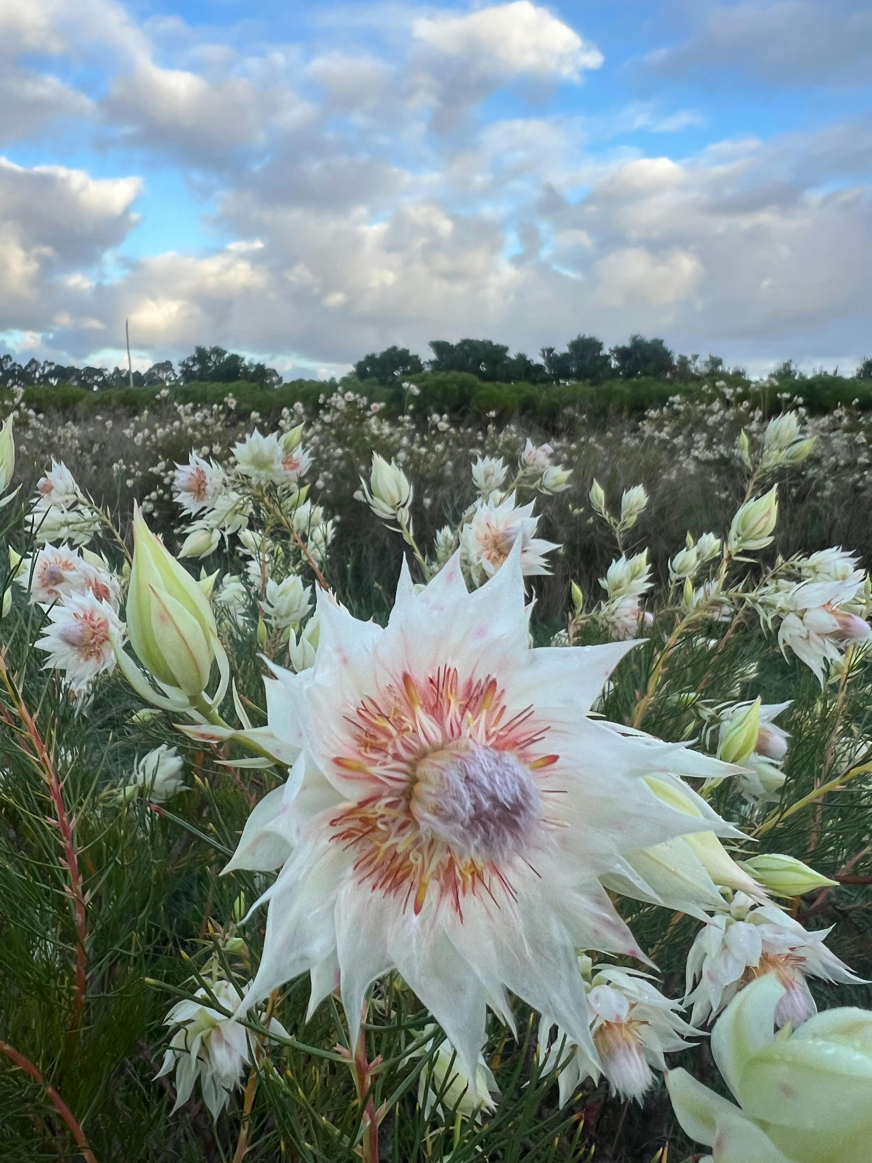 Yelverton Protea Farm