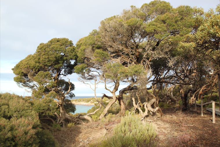 Lincoln National Park