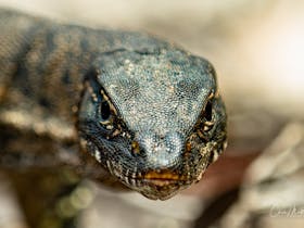 A detailed macro close-up of a lizard's head, showing its textured scales and dark eyes.