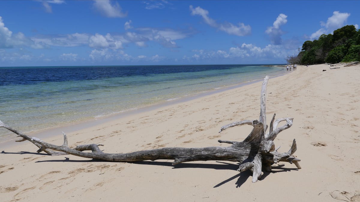 Bleached log on Green island beach, white coral cay island , tropical , quiet beach Bleached log on Green island beach, white coral cay island , tropical , quiet beach