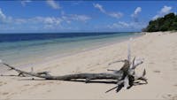 Bleached log on Green island beach, white coral cay island , tropical , quiet beach