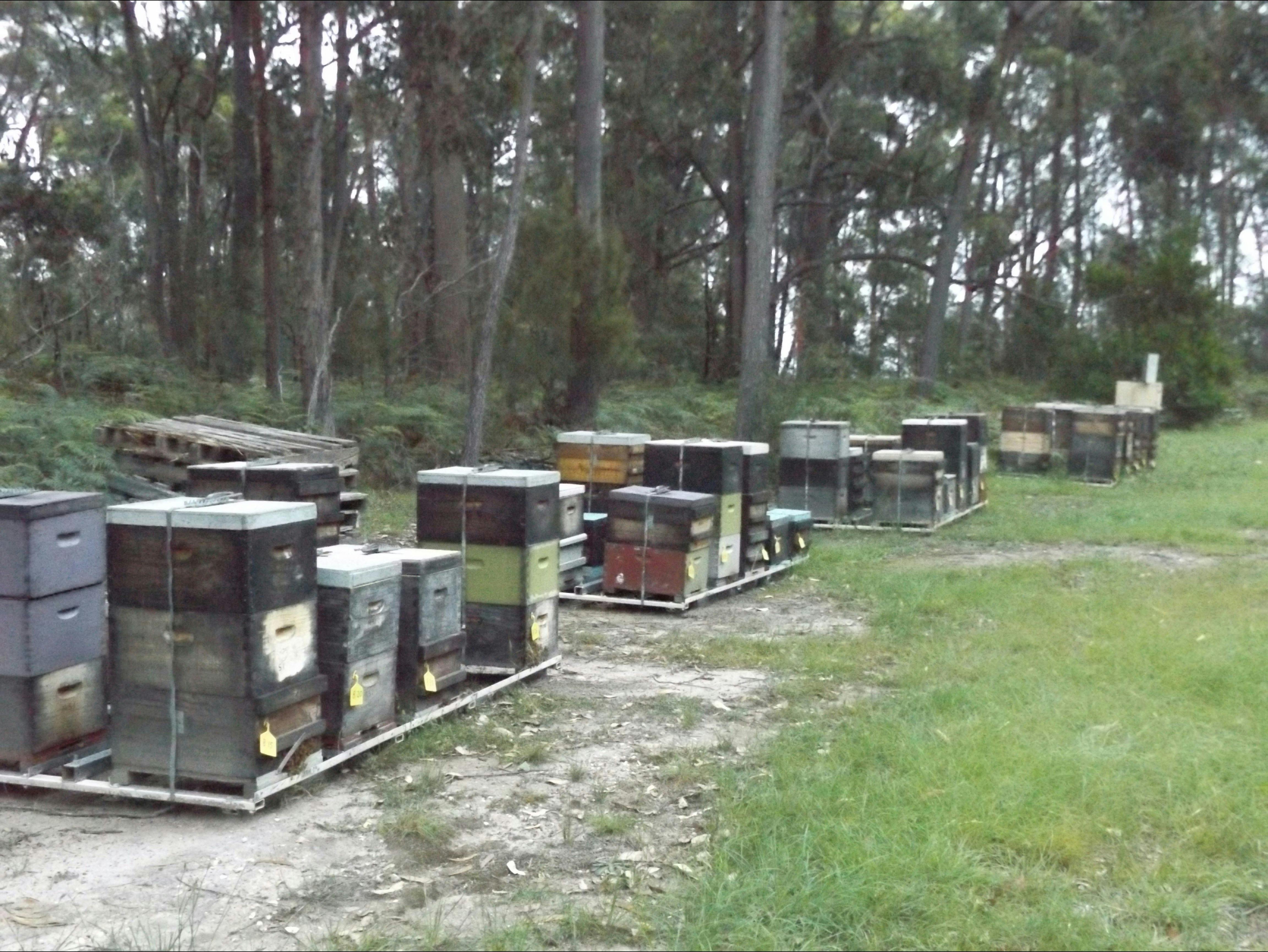 Mogo Village Honey Beekeeping Tours