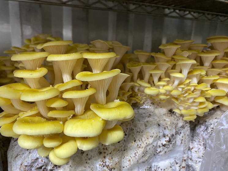 Yellow Oyster Mushrooms grown on the farm