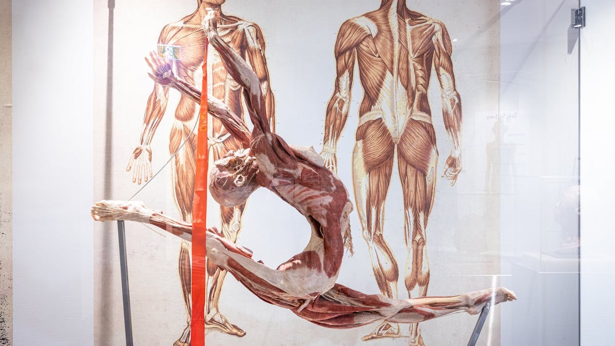 Sculpture - The Real Human Anatomy Exhibition