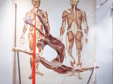 Sculpture - The Real Human Anatomy Exhibition Sculpture - The Real Human Anatomy Exhibition
