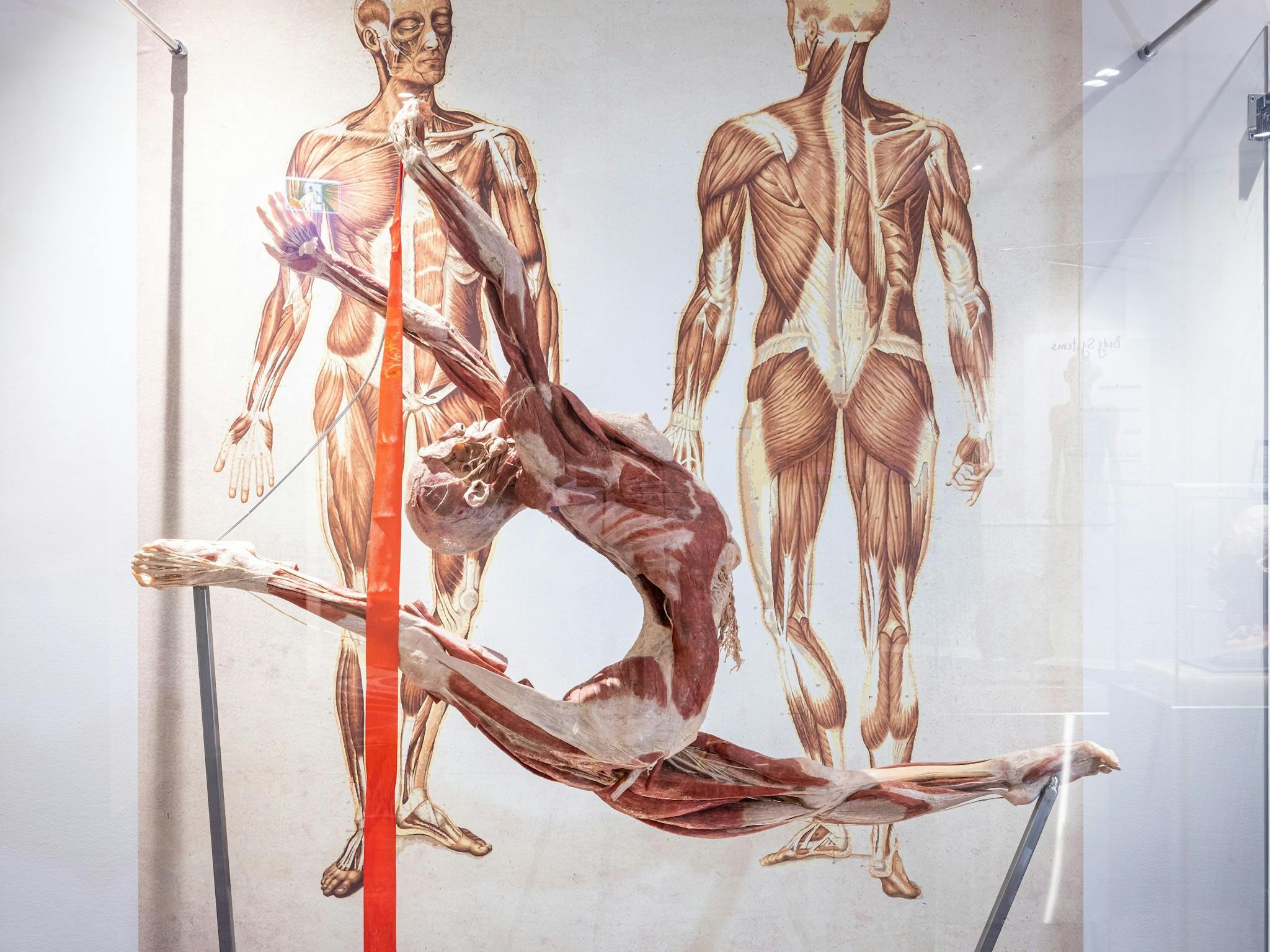 Sculpture - The Real Human Anatomy Exhibition Sculpture - The Real Human Anatomy Exhibition