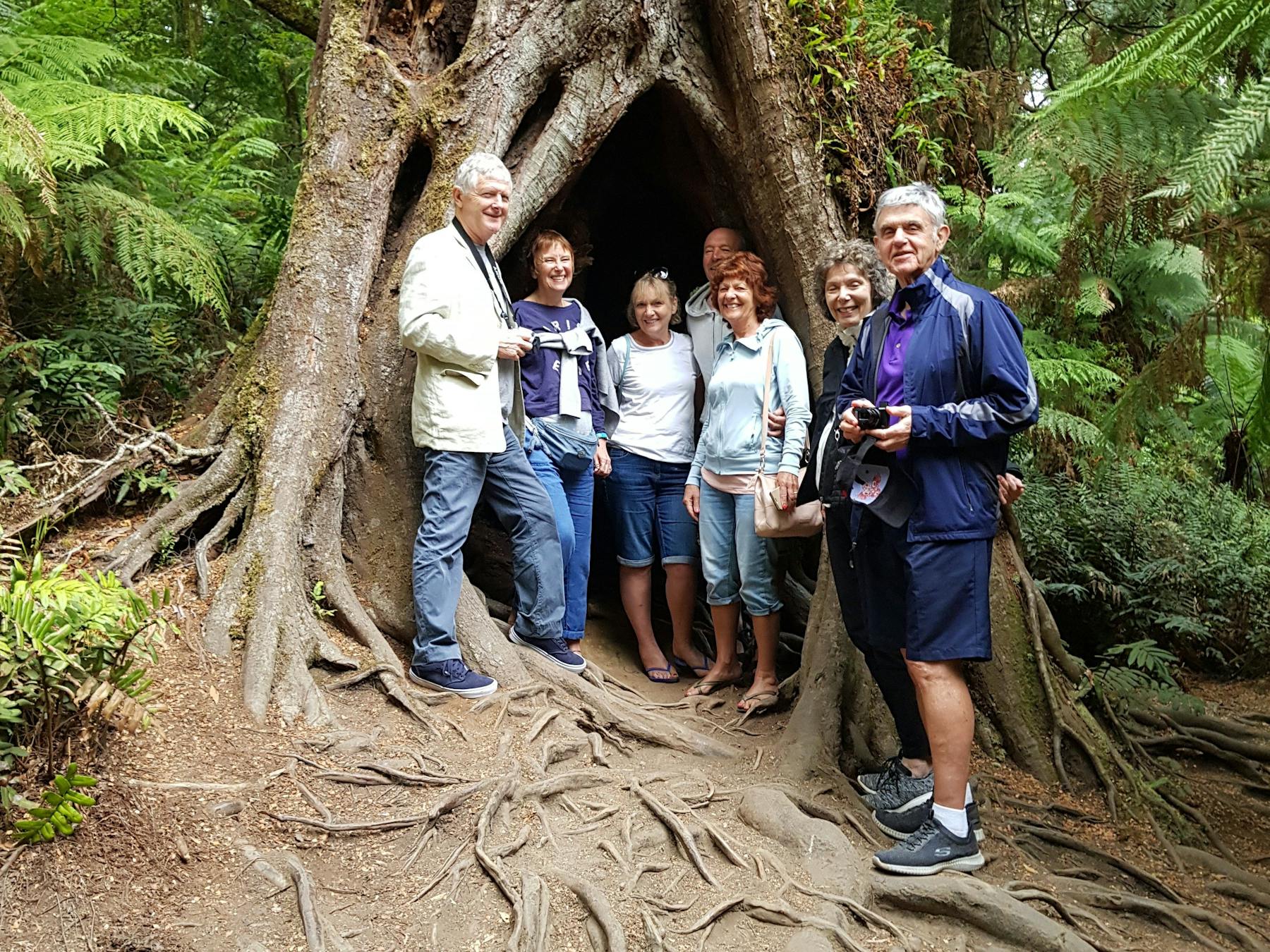 Maits Rest rainforest walk